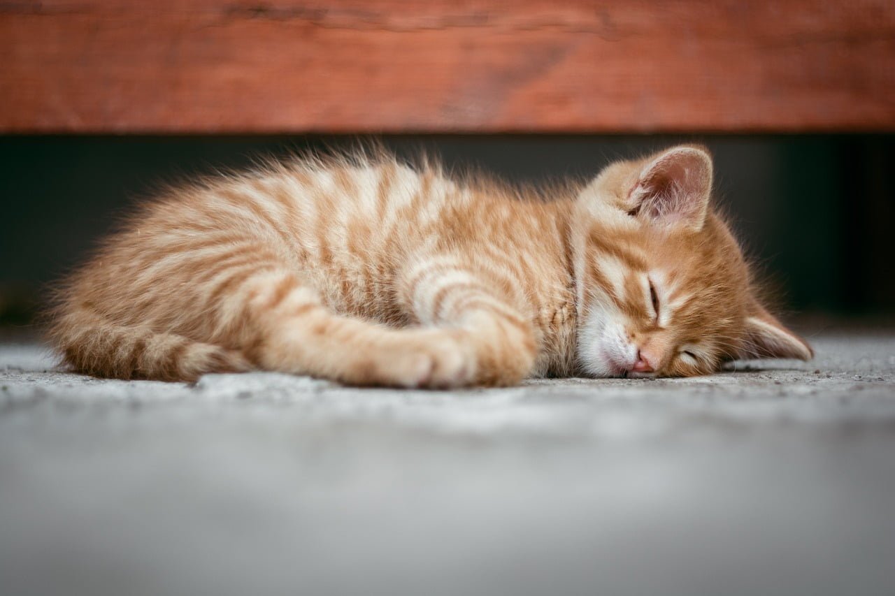 A small, orange tabby kitten is curled up and sleeping peacefully