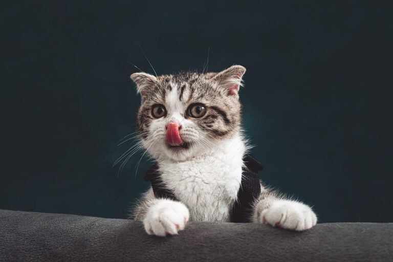 A cute tabby kitten with folded ears is sticking out its tongue and looking at the camera